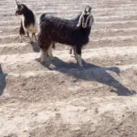 بزغاله‌نروماده‌میش‌بره