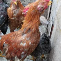 ۴تا خروس لاری