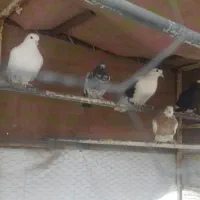 کبوتر|پرنده|کرمان, |دیوار