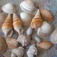 صدف|صنایع دستی و سایر لوازم تزئینی|مشهد, چهارچشمه|دیوار