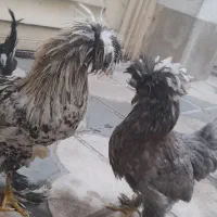 مرغ کاکلی|پرنده|شیراز, شهرک بهار|دیوار