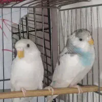 مرغ عشق جوجه