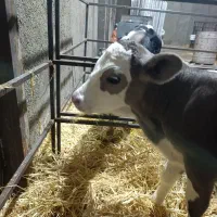 گوساله اصیل ۲۴ عدد پرواری وزن۱۰۰ تا ۲۲۰ کیلو فوری