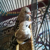 جوجه سهره و گلبسر
