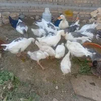 غاز|پرنده|قنوات, |دیوار