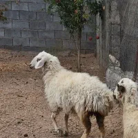 فروش میش جوان وآبستن