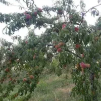 فروش-باغ