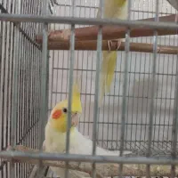 عروس هلندی|پرنده|صفادشت, |دیوار