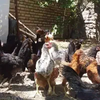 جوجه مرغ محلی|حیوانات مزرعه|تهران, گرگان|دیوار
