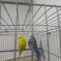 مرغ‌عشق‌انگلیسی