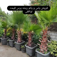 فروش پالم و یاس پرس|گل و گیاه طبیعی|چابکسر, |دیوار