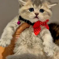 بریتیش بلو گلد|گربه|کرج, فاز ۲ مهرشهر|دیوار