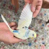 مرغ عشق|پرنده|خمین, |دیوار