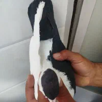 تعدادی کفتر تهرانی و چپ