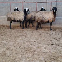 شیشک قوچ خورده میش جوان ابستن سنگین|حیوانات مزرعه|رفسنجان, |دیوار