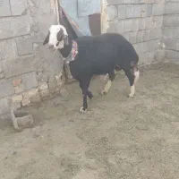 قوچ