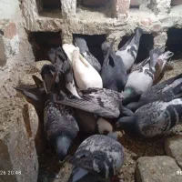 کبوتر|پرنده|بناب, |دیوار