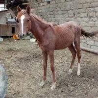 فروش نریان خالص عرب نژاد عالی