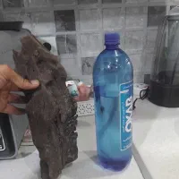 چوب ابنوس اصلی