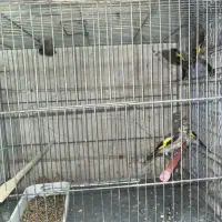 جوجه سهره|پرنده|تهران, گمرک|دیوار