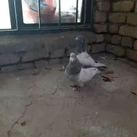 یجفت سینه ای دوعدد نر|پرنده|الیگودرز, |دیوار