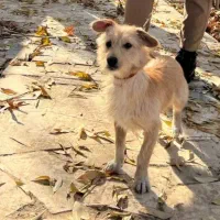 یک نژاد شیتزو