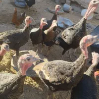 بوقلمون|حیوانات مزرعه|خمک, |دیوار