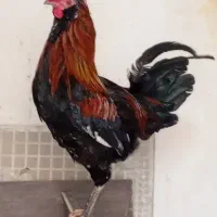 خروس گلین لری