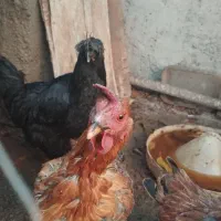 مرغ|حیوانات مزرعه|گیان, |دیوار