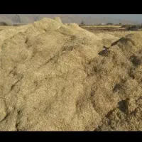 فروش کاه برنج (چلتوک)