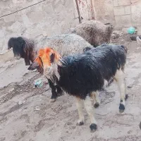 میش آبستن جوان معاوضه با بز