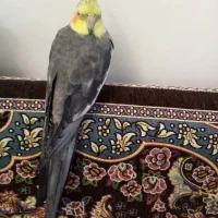 عروس هلندی|پرنده|تهران, شهر زیبا|دیوار