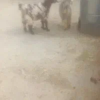 بز بزغاله