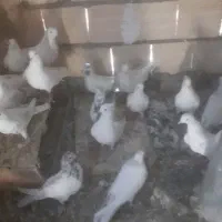 کبوتر سفید پرشی