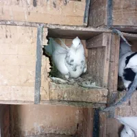 پرنده|پرنده|بهبهان, |دیوار