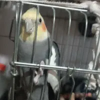 یک جفت عروس هلندی نر و ماده سخنگو