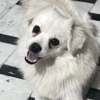 سگ پشمالو اشپیتس