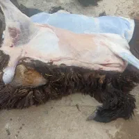 فروش گوشت بره از 2 کیلو (بخون)