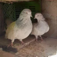 فروش کبوتر|پرنده|ملکان, |دیوار