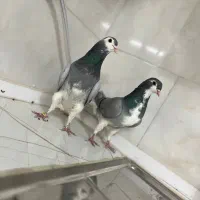 کفتر دمگیر خرقه|حیوانات|خمینی‌شهر, |دیوار