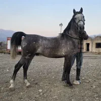 اسب