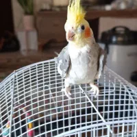 عروس هلندی سخنگو نر