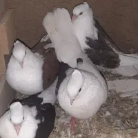 پرنده حیوانات