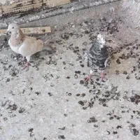 نر ماده سروک عتیقه|حیوانات|یزد, |دیوار