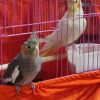 جوجه عروس هلندی سخنگو