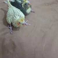 جوجه عروس هلندی|پرنده|امیدیه, |دیوار