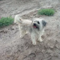 سگ بامزه خوشگل