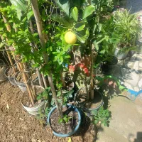 قلم مرکبات وسیکاس وگل شمشادابلق به تعدادوتکی