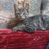 گربه لوس