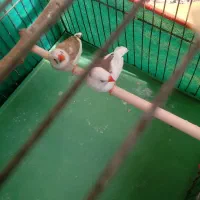 فنچ‌بالغ‌ومولد